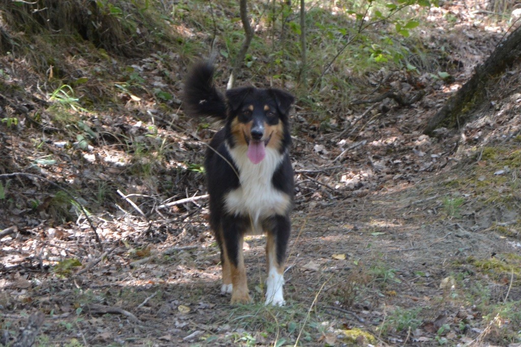 De L'Hubac De Lange - Chiot disponible  - Berger Australien