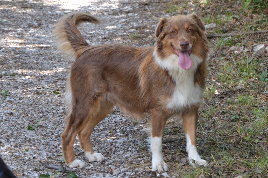 Very nice story De L'Hubac De Lange