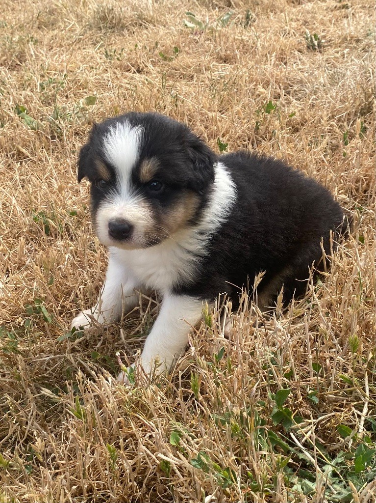De L'Hubac De Lange - Chiots disponibles - Berger Australien