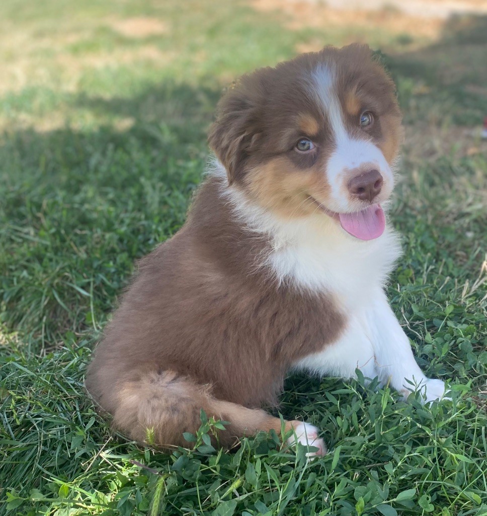 De L'Hubac De Lange - Chiots disponibles - Berger Australien