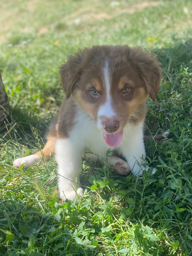 De L'Hubac De Lange - Chiots disponibles - Berger Australien