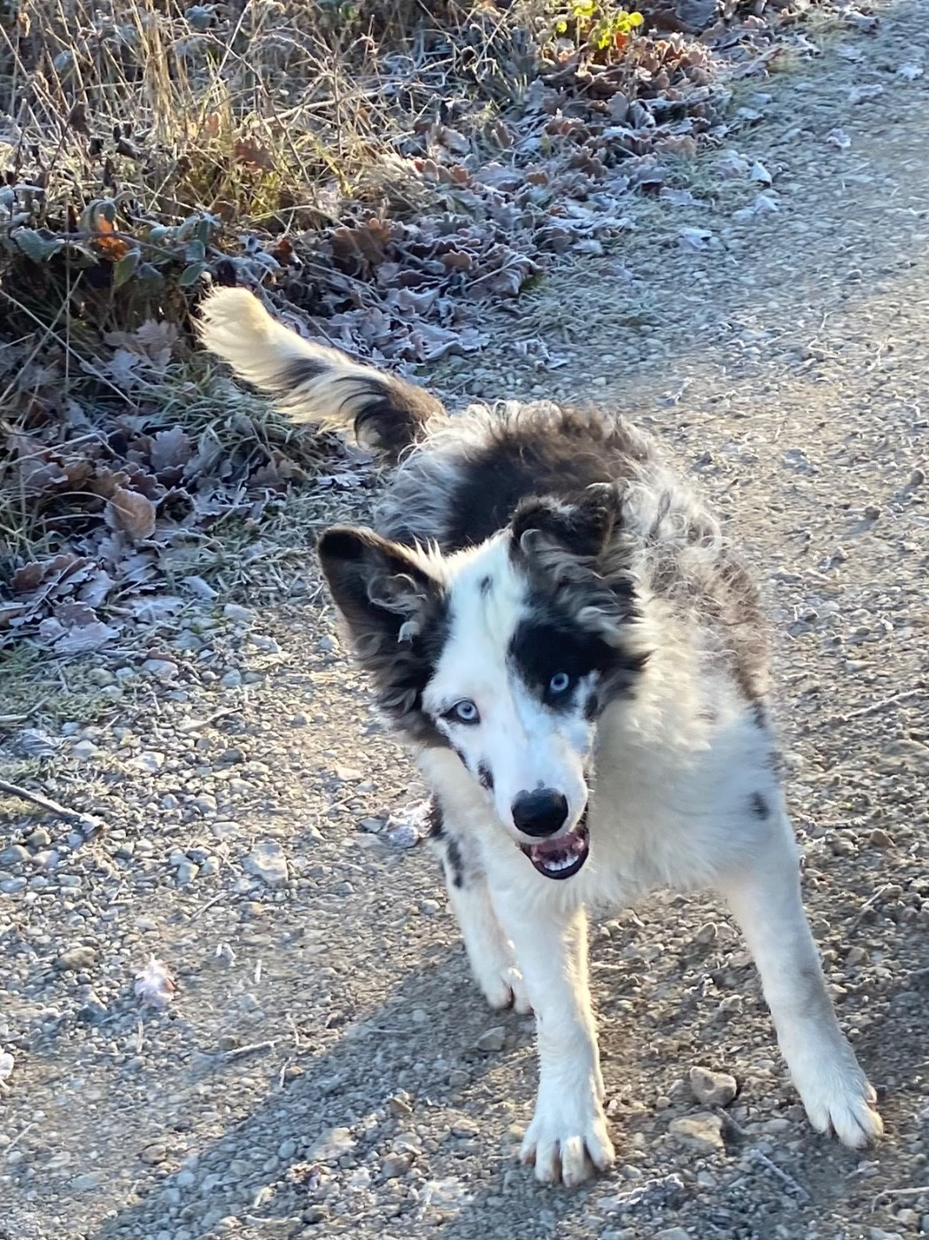 De L'Hubac De Lange - Chiots disponibles - Border Collie