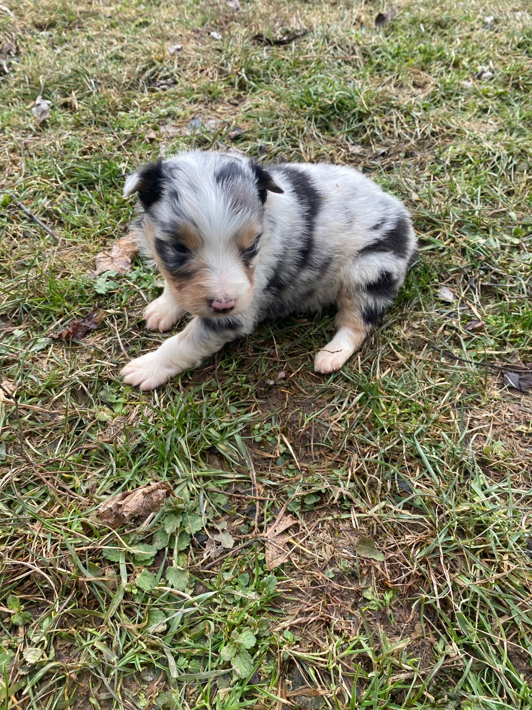 De L'Hubac De Lange - Chiots disponibles - Berger Australien