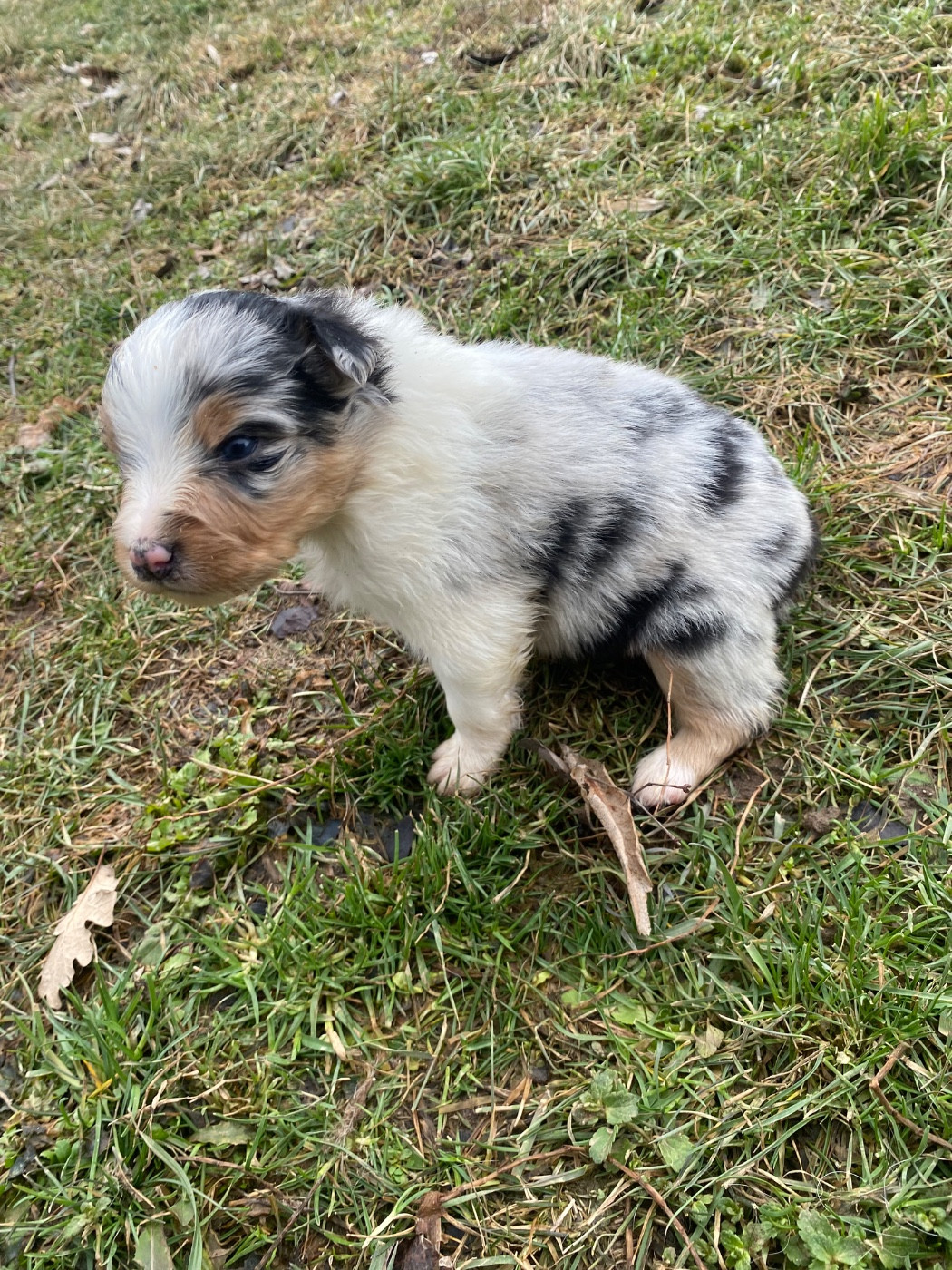 De L'Hubac De Lange - Chiots disponibles - Berger Australien