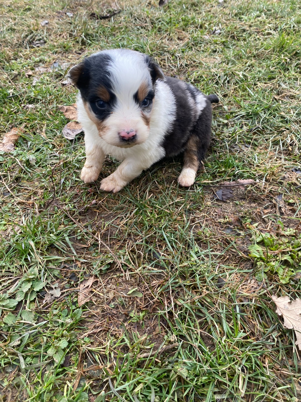 De L'Hubac De Lange - Chiots disponibles - Berger Australien