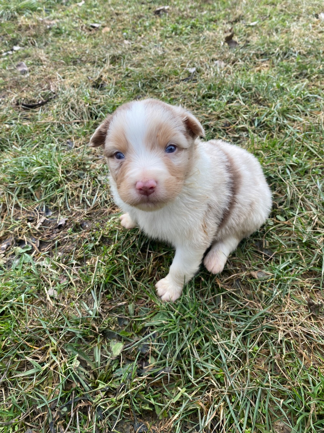 De L'Hubac De Lange - Chiots disponibles - Berger Australien