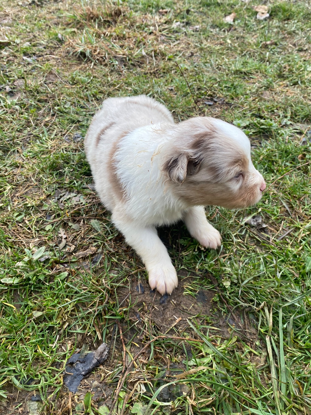 De L'Hubac De Lange - Chiots disponibles - Berger Australien