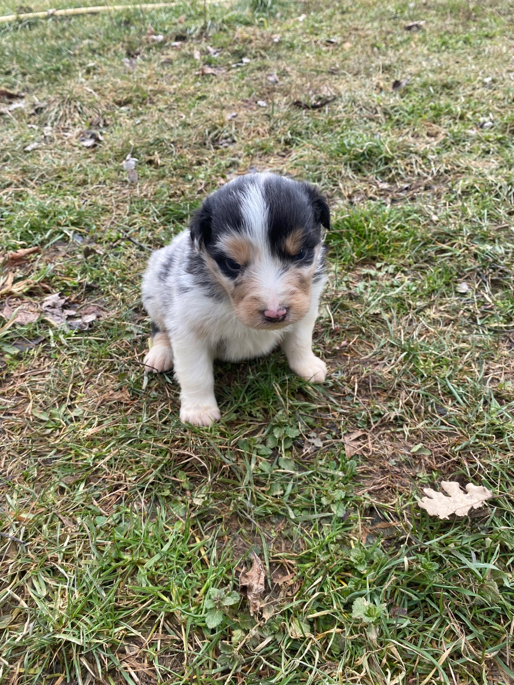 De L'Hubac De Lange - Chiots disponibles - Berger Australien