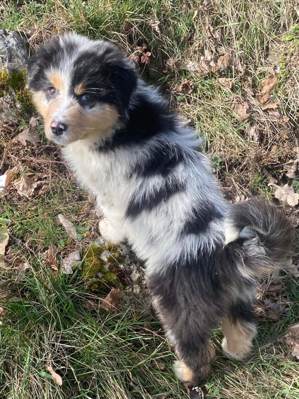 De L'Hubac De Lange - Chiots disponibles - Berger Australien