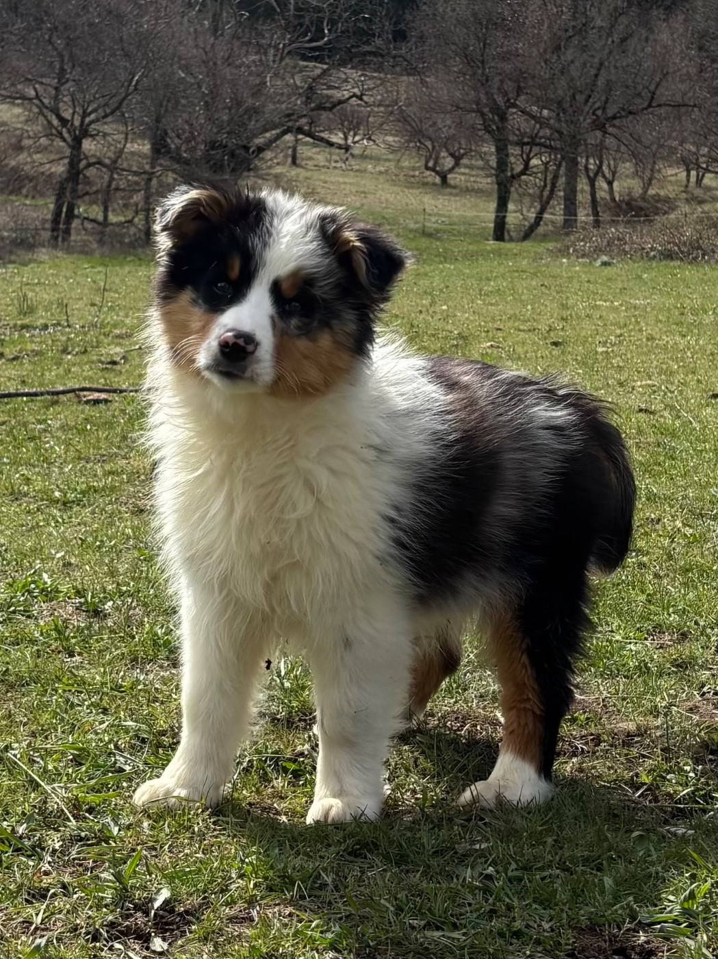 De L'Hubac De Lange - Chiots disponibles - Berger Australien