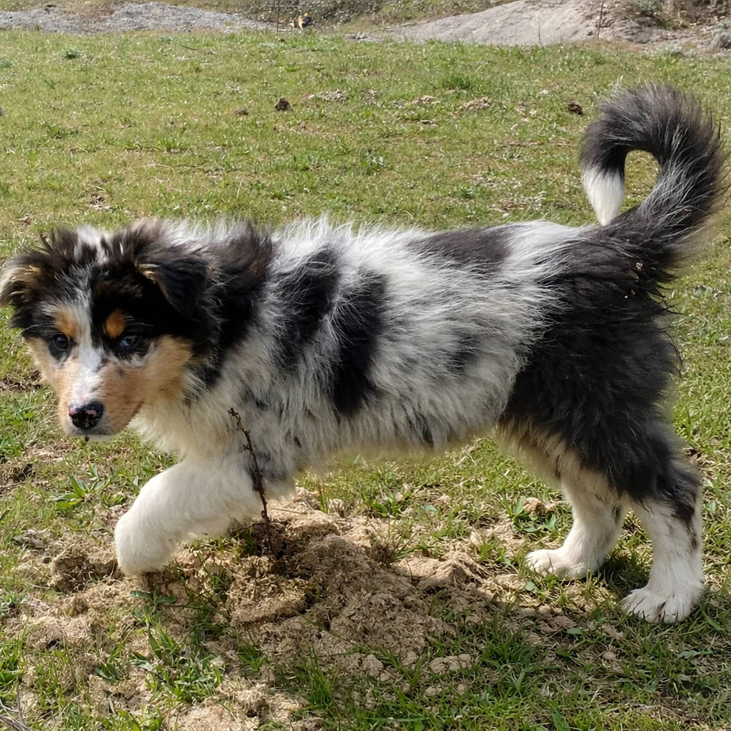 De L'Hubac De Lange - Chiots disponibles - Berger Australien