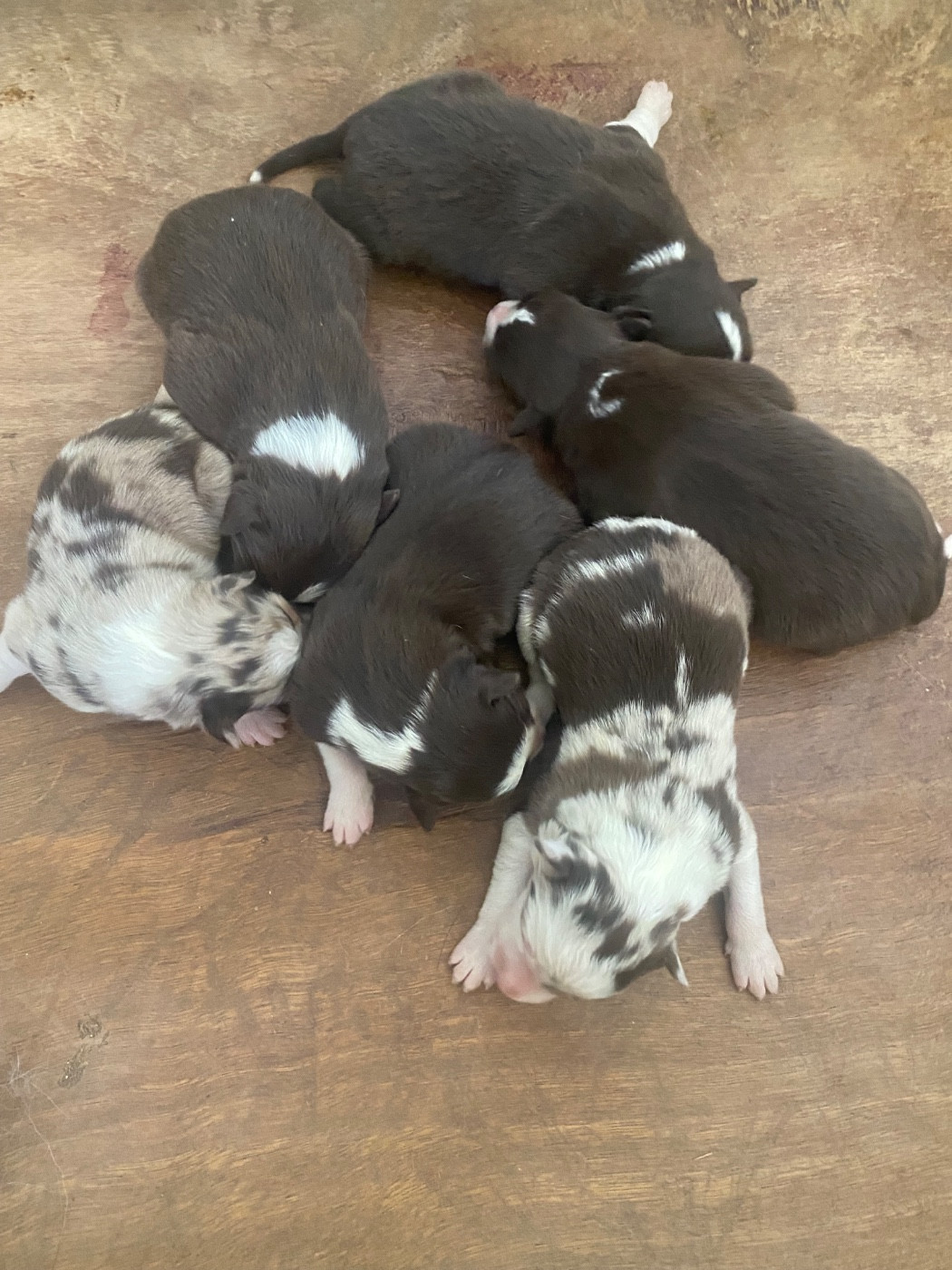 Chiot Border Collie De L'Hubac De Lange
