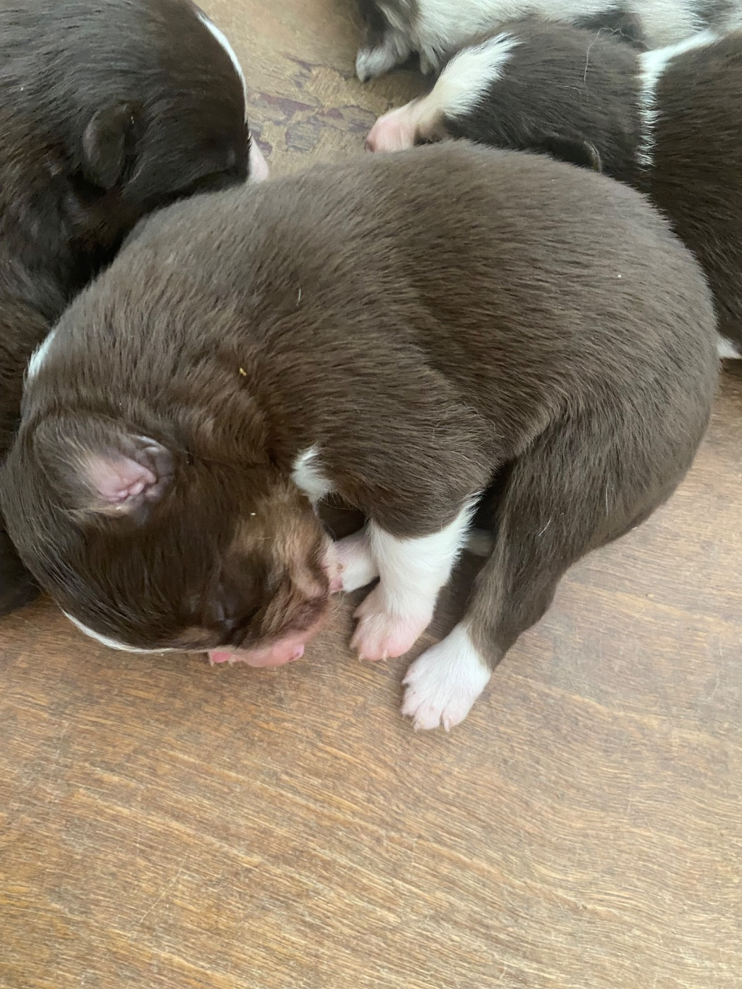 De L'Hubac De Lange - Chiots disponibles - Border Collie