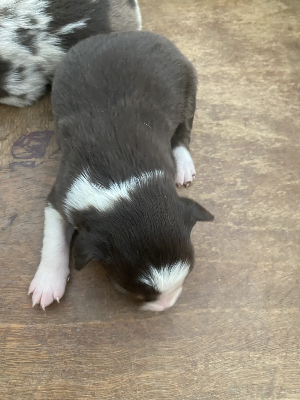 De L'Hubac De Lange - Chiots disponibles - Border Collie