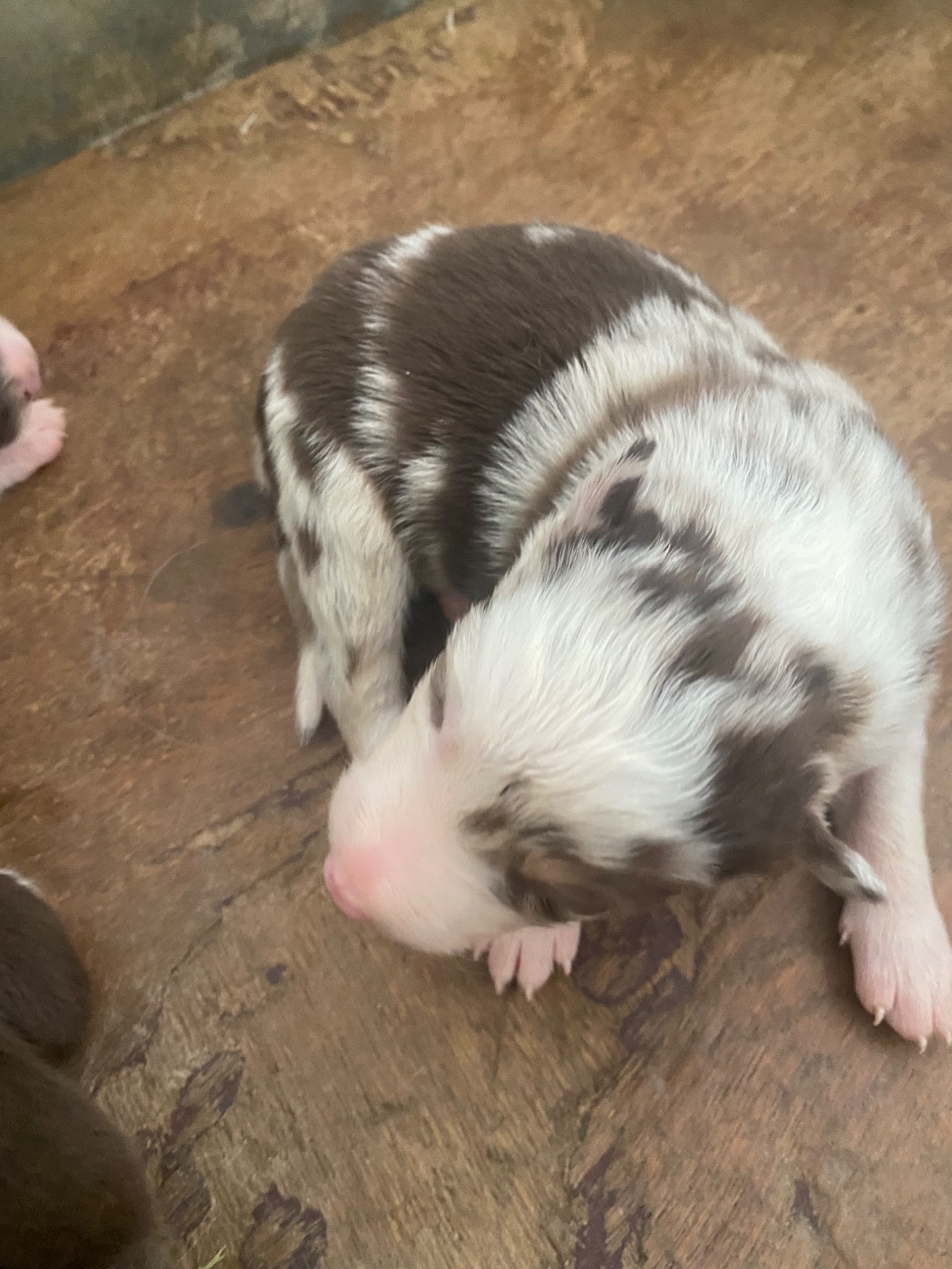 De L'Hubac De Lange - Chiots disponibles - Border Collie