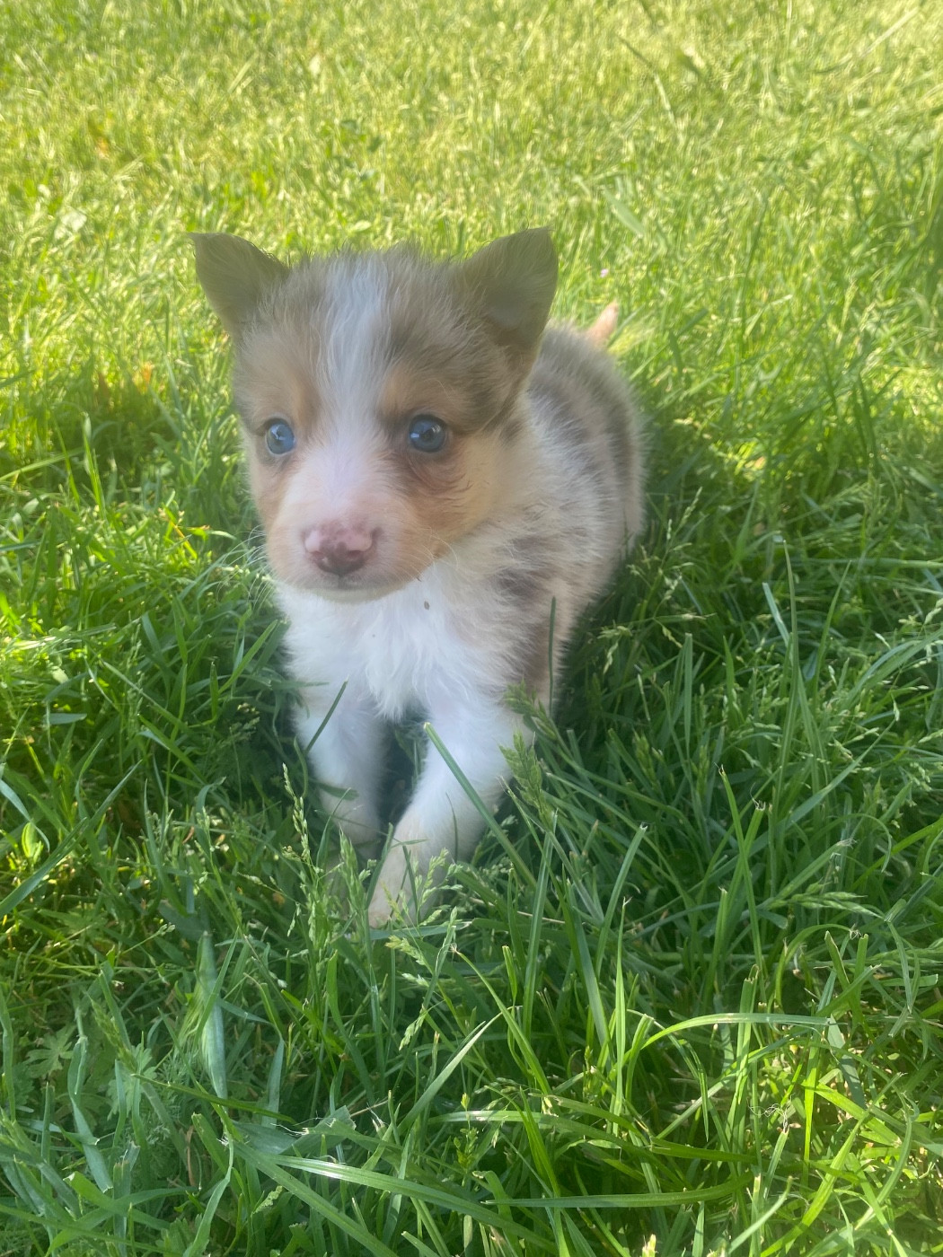 De L'Hubac De Lange - Chiots disponibles - Border Collie