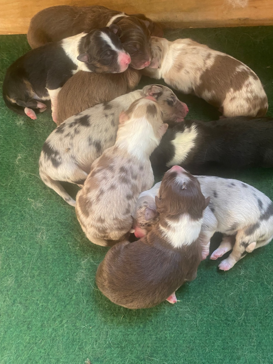 Chiot Berger Australien De L'Hubac De Lange