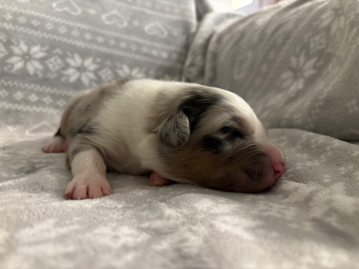 De L'Hubac De Lange - Chiots disponibles - Berger Australien