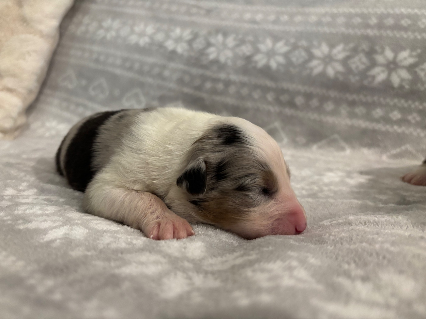 De L'Hubac De Lange - Chiots disponibles - Berger Australien