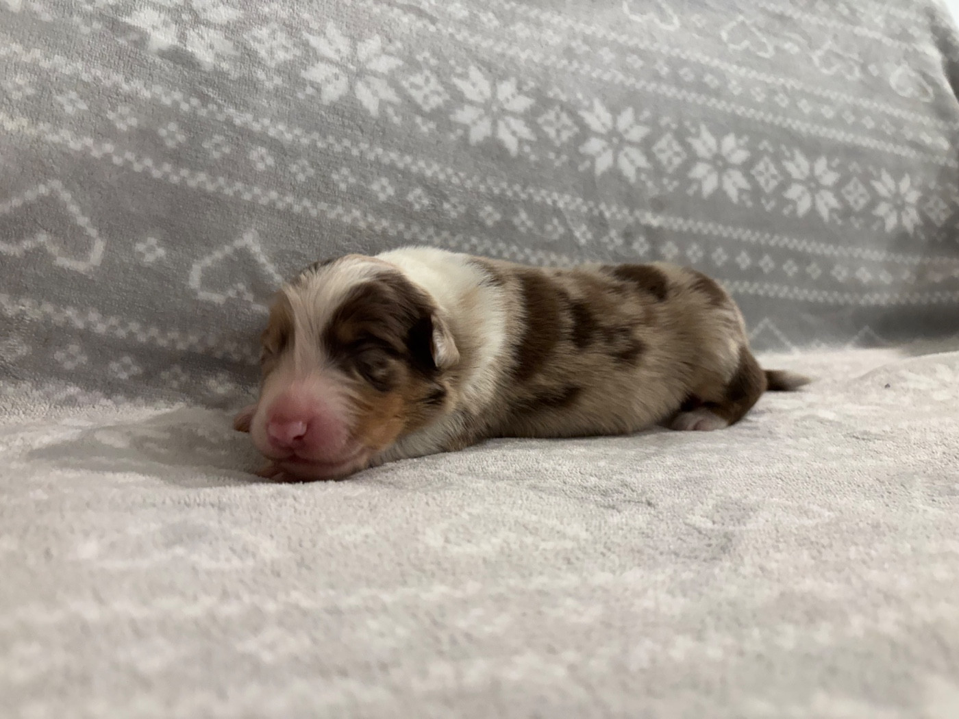 De L'Hubac De Lange - Chiots disponibles - Berger Australien