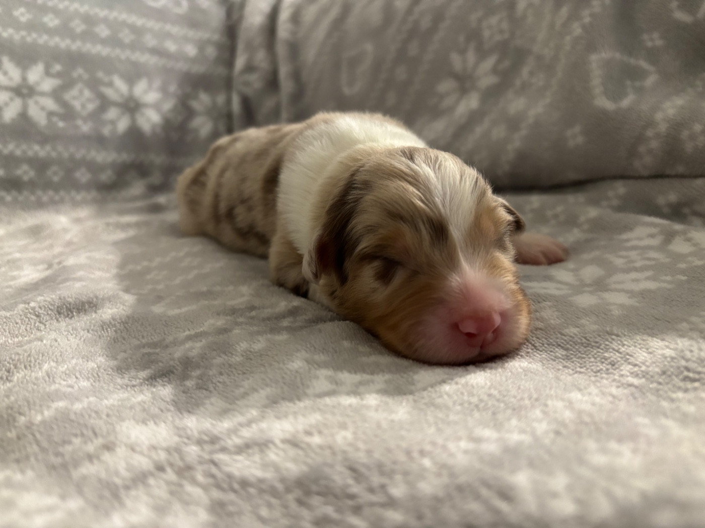 De L'Hubac De Lange - Chiots disponibles - Berger Australien