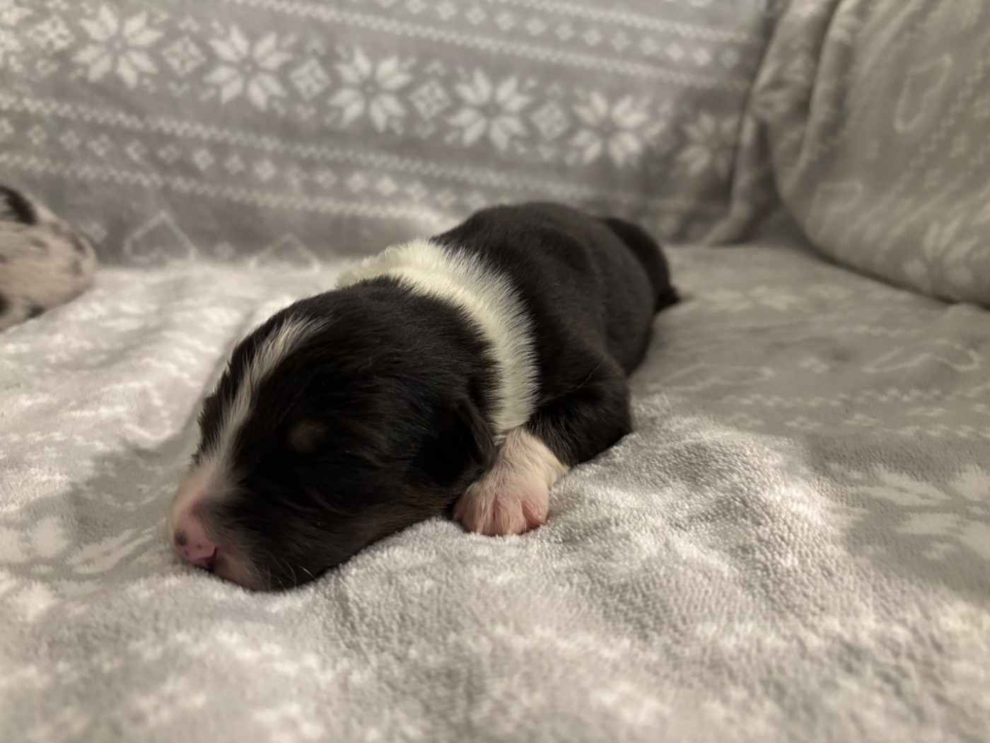 De L'Hubac De Lange - Chiots disponibles - Berger Australien