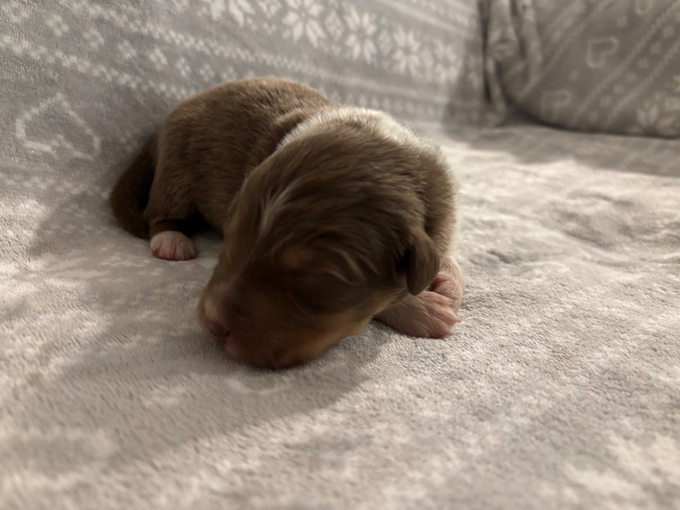 De L'Hubac De Lange - Chiots disponibles - Berger Australien