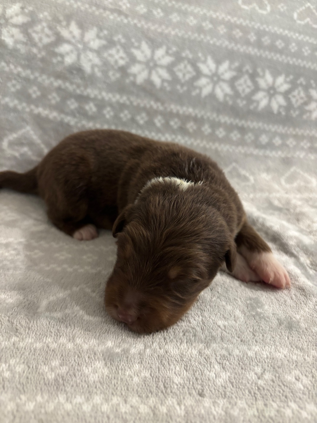 De L'Hubac De Lange - Chiots disponibles - Berger Australien