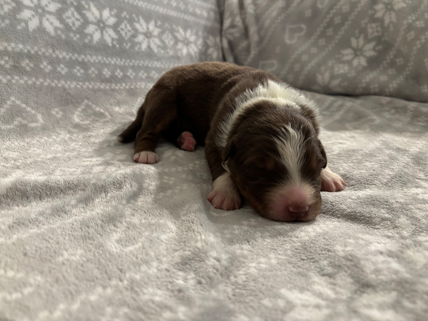 De L'Hubac De Lange - Chiots disponibles - Berger Australien