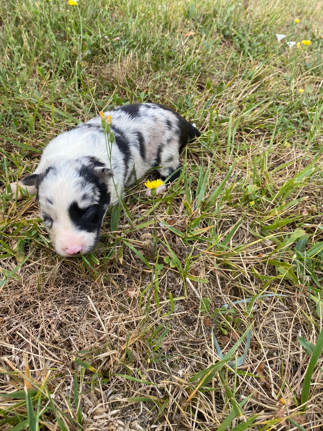 De L'Hubac De Lange - Chiots disponibles - Border Collie