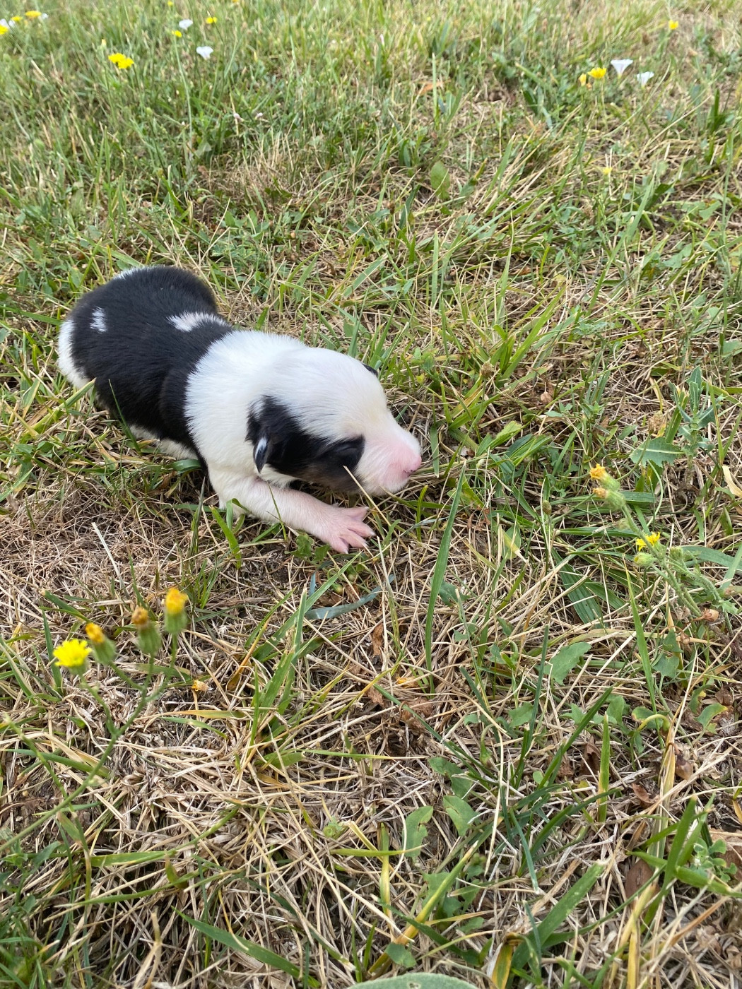 De L'Hubac De Lange - Chiots disponibles - Border Collie