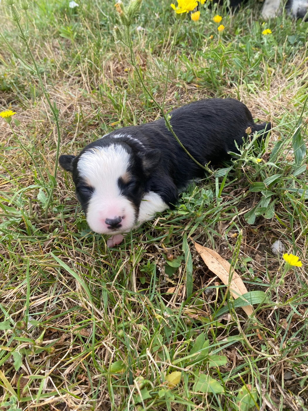 De L'Hubac De Lange - Chiots disponibles - Border Collie