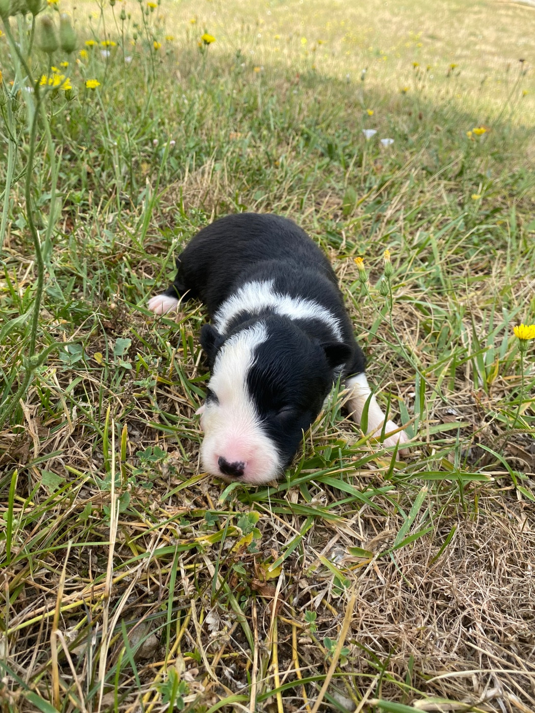 De L'Hubac De Lange - Chiots disponibles - Border Collie