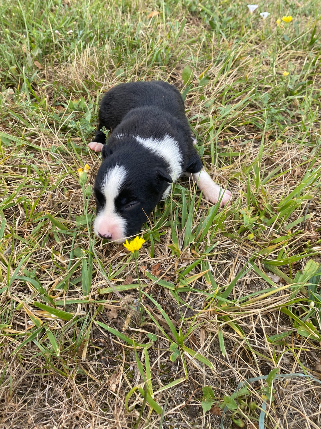 De L'Hubac De Lange - Chiots disponibles - Border Collie