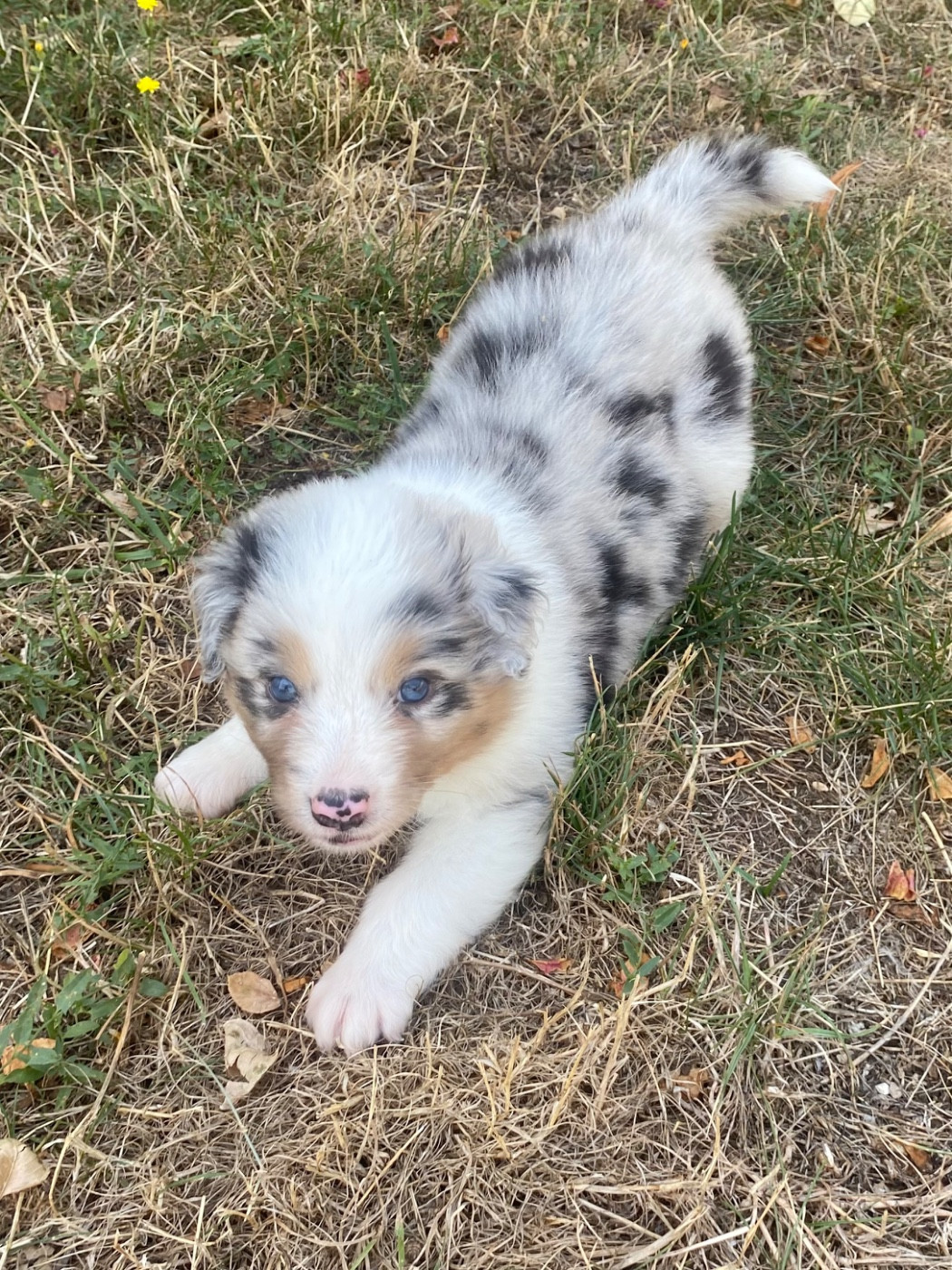De L'Hubac De Lange - Chiots disponibles - Berger Australien