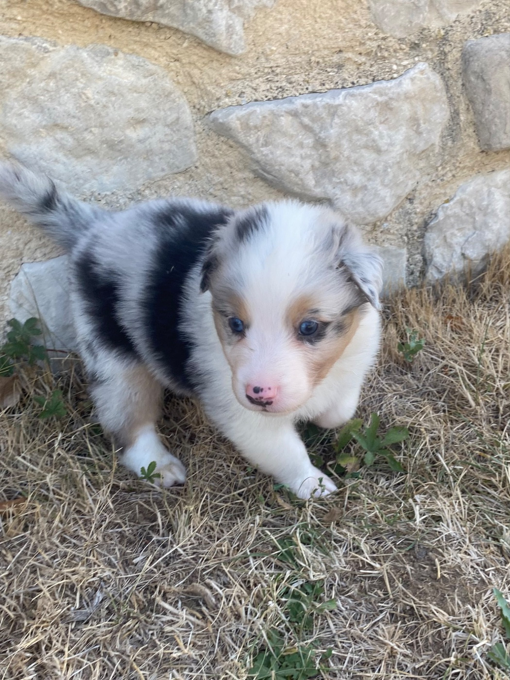De L'Hubac De Lange - Chiots disponibles - Berger Australien