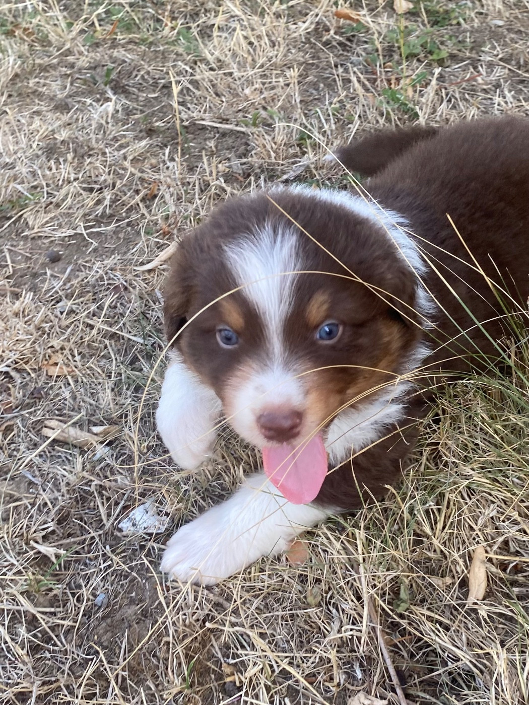 De L'Hubac De Lange - Chiots disponibles - Berger Australien