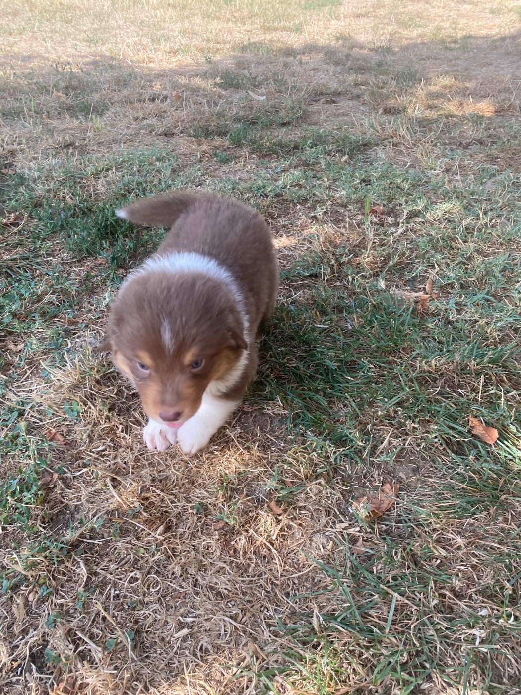De L'Hubac De Lange - Chiots disponibles - Berger Australien