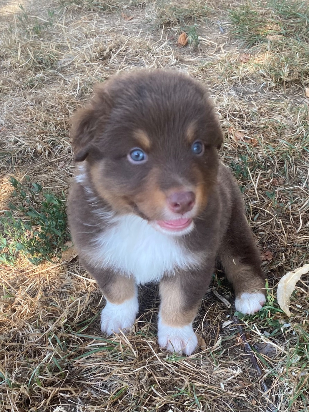 De L'Hubac De Lange - Chiots disponibles - Berger Australien