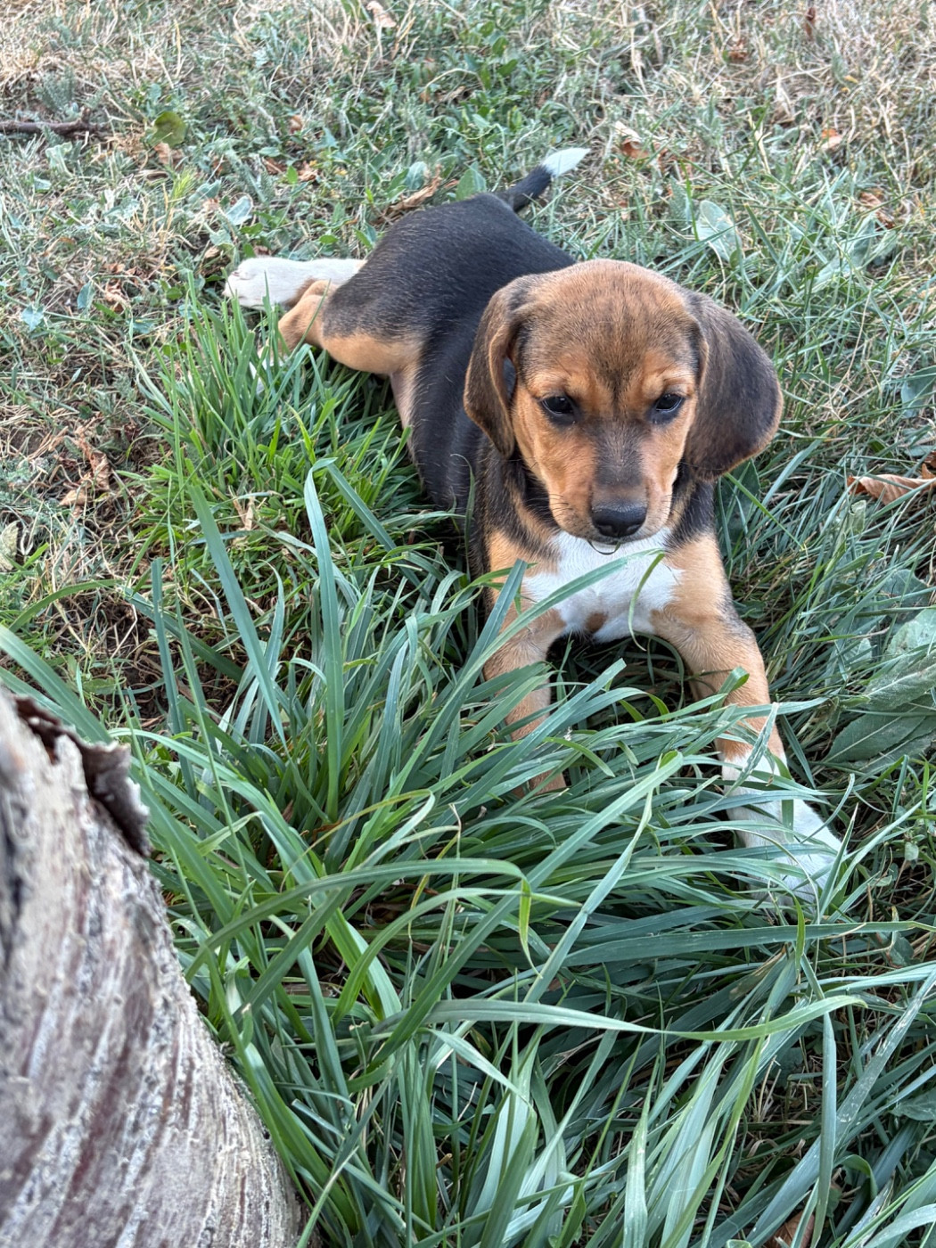 De L'Hubac De Lange - Chiots disponibles - Beagle-Harrier