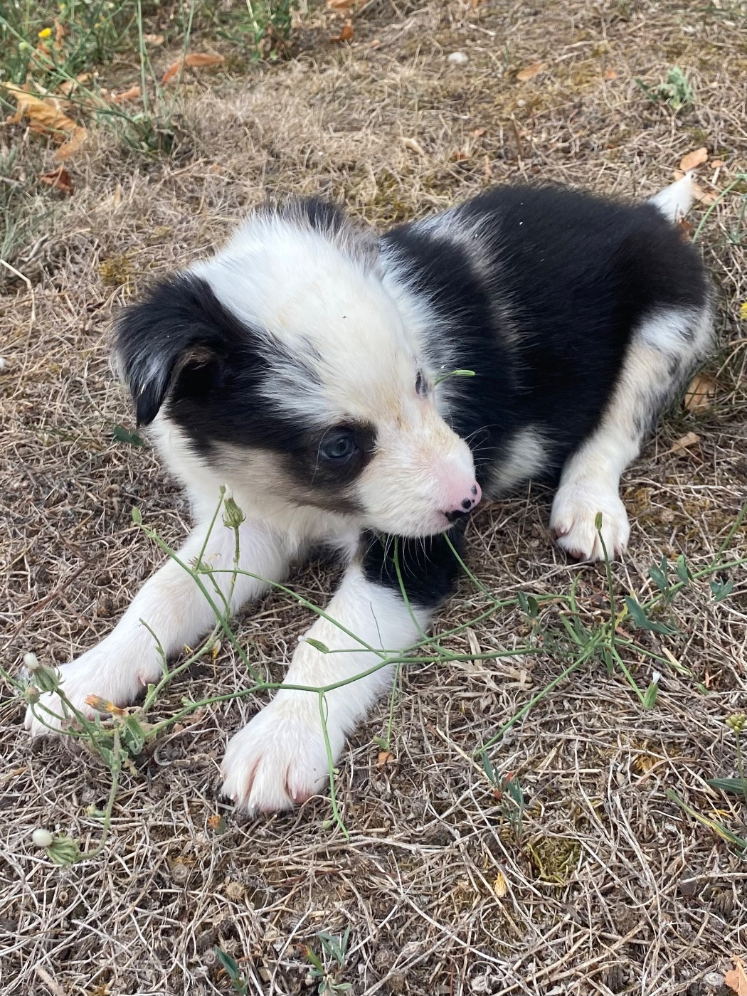 De L'Hubac De Lange - Chiots disponibles - Border Collie