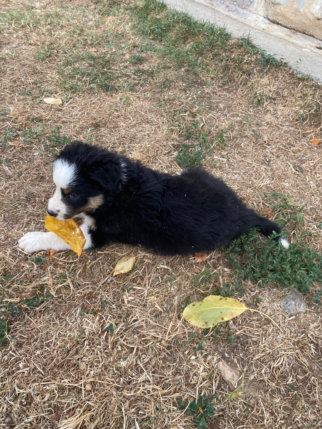 De L'Hubac De Lange - Chiots disponibles - Border Collie