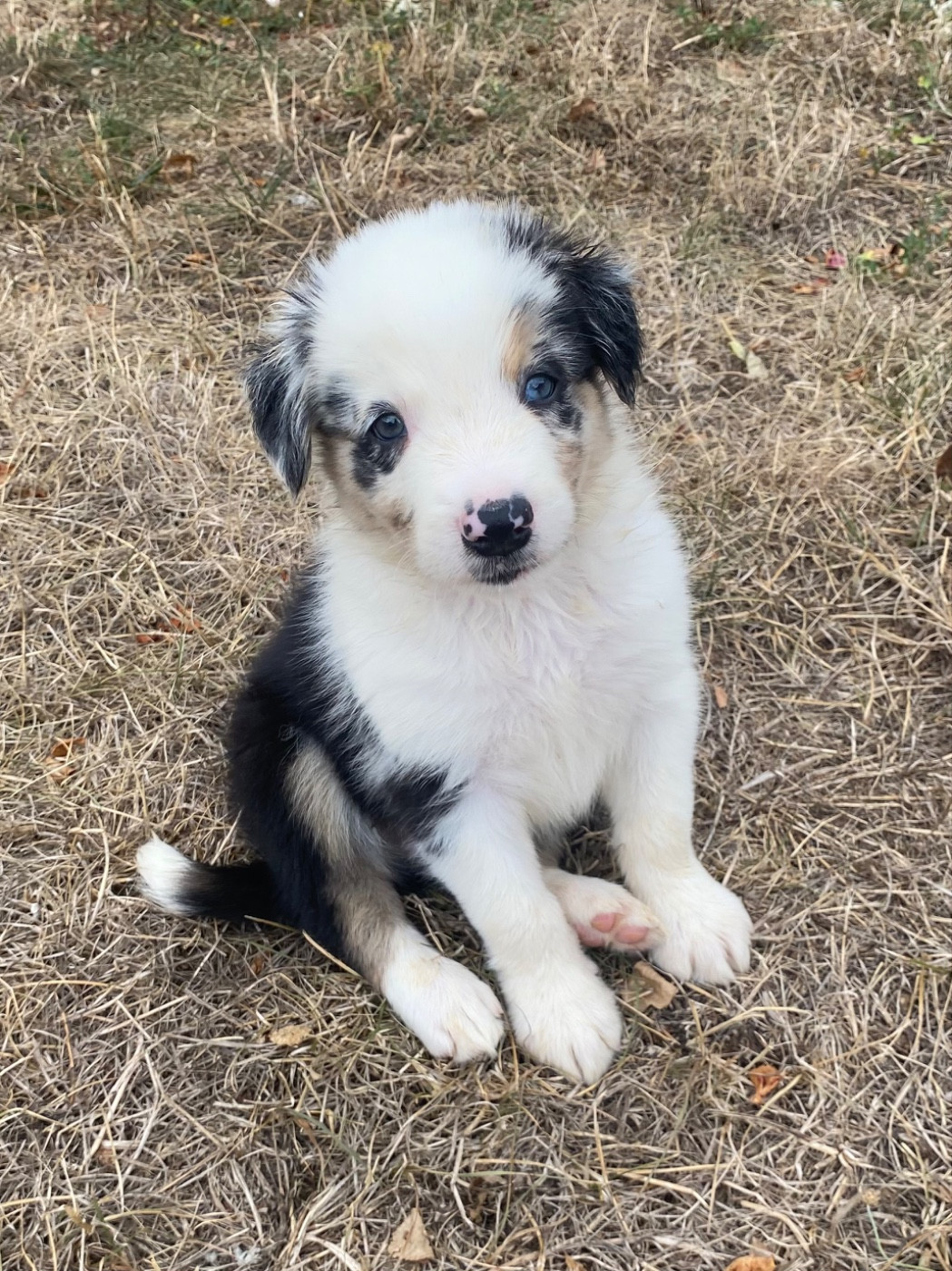 De L'Hubac De Lange - Chiots disponibles - Border Collie