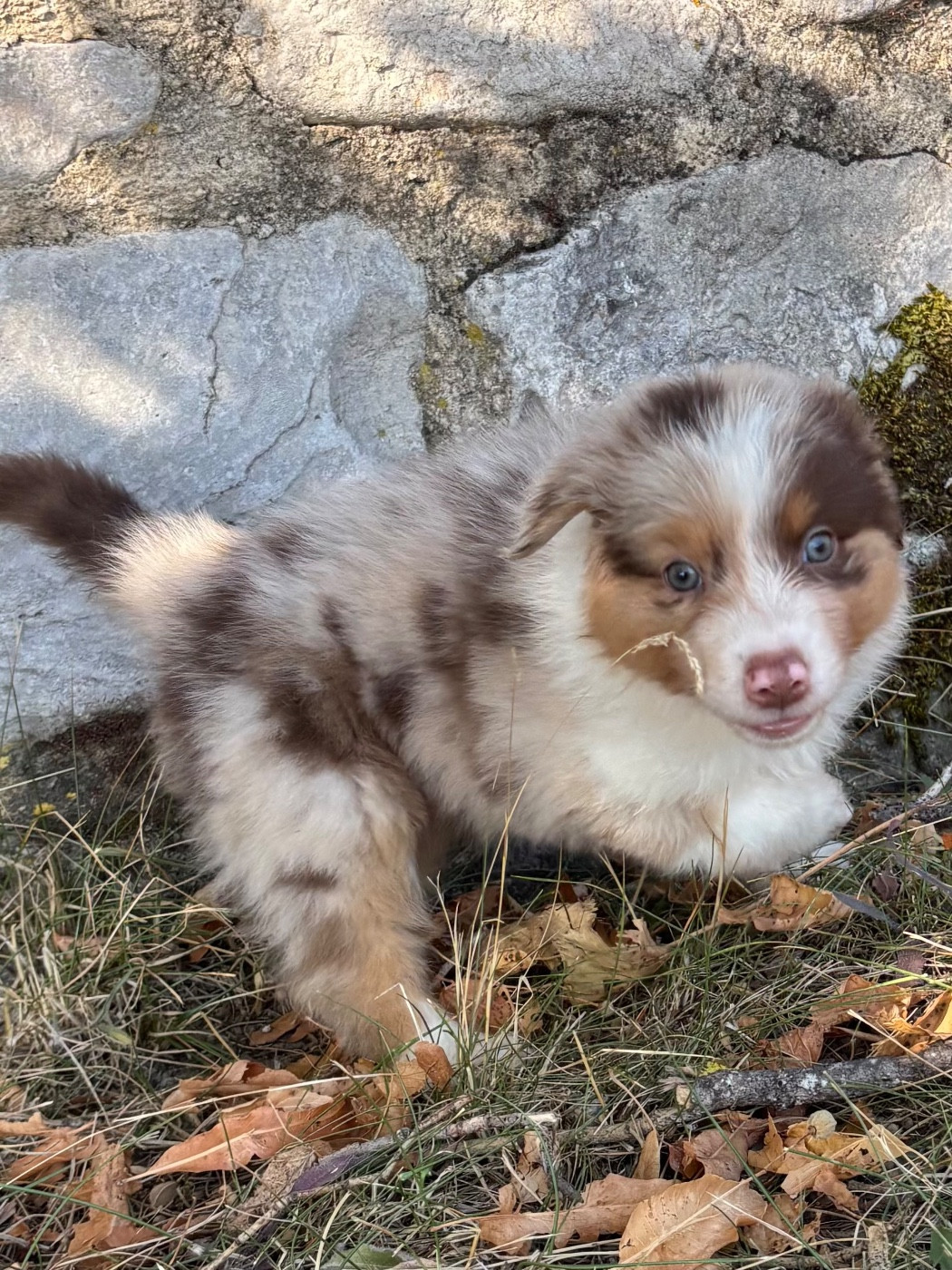 De L'Hubac De Lange - Chiots disponibles - Berger Australien