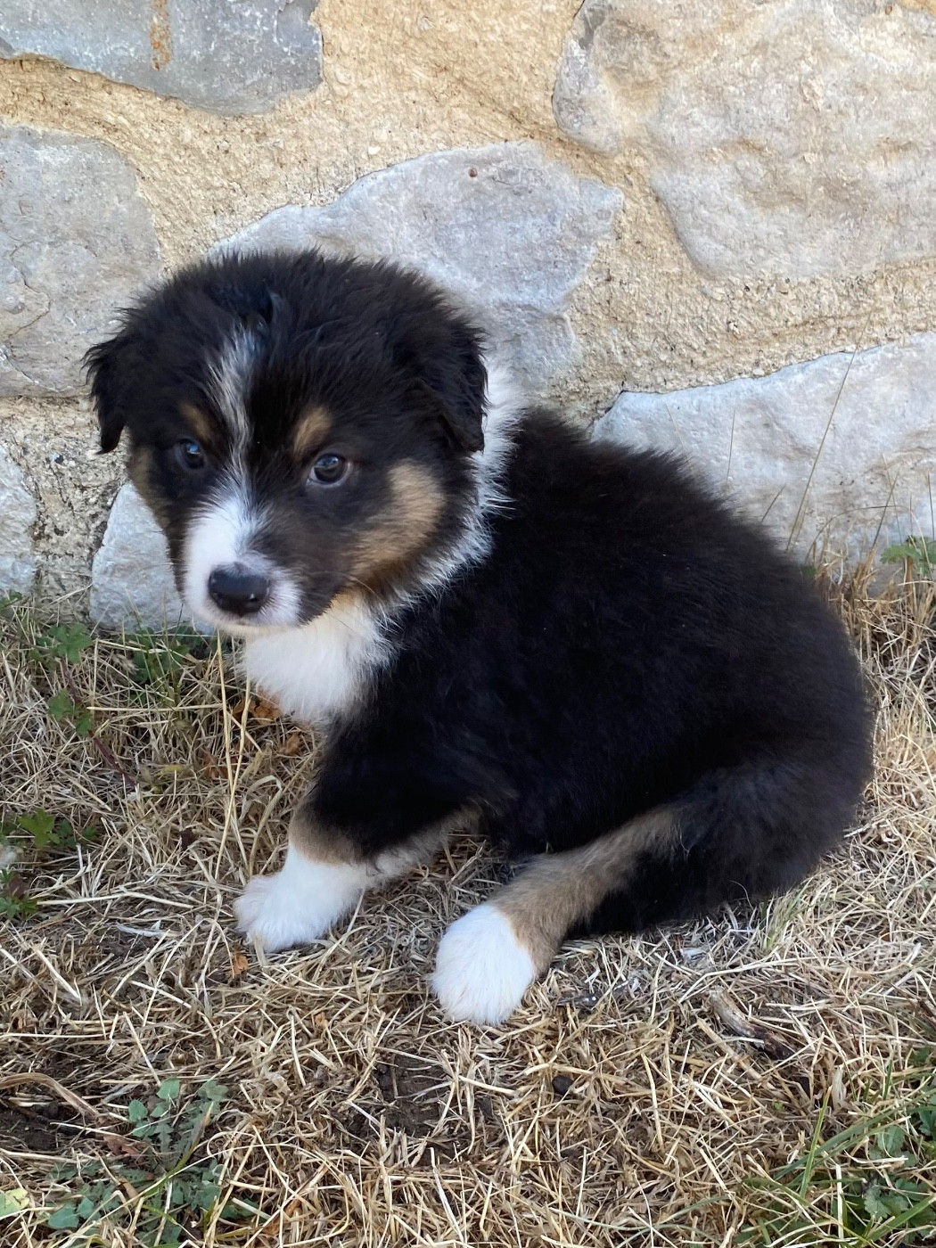 De L'Hubac De Lange - Chiots disponibles - Berger Australien