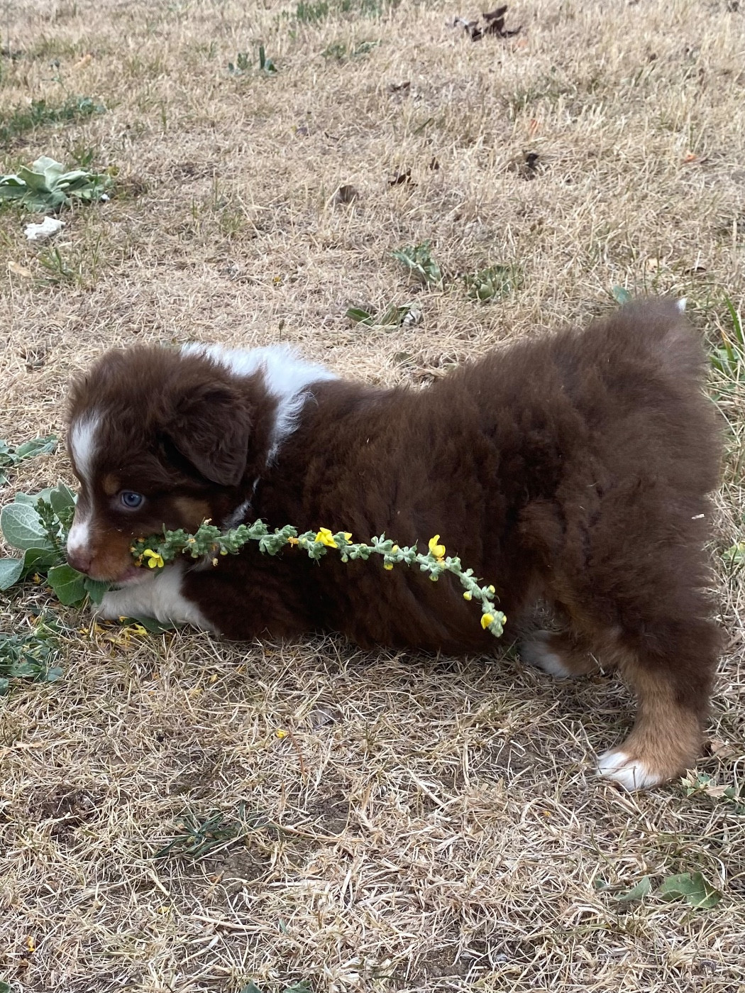 De L'Hubac De Lange - Chiots disponibles - Berger Australien
