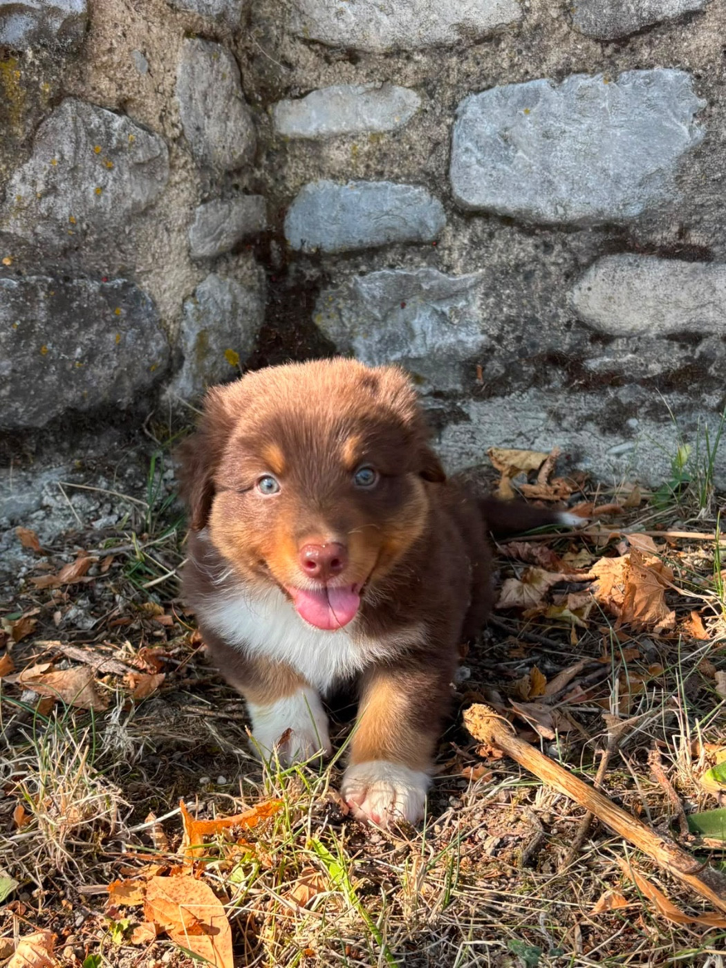 De L'Hubac De Lange - Chiots disponibles - Berger Australien