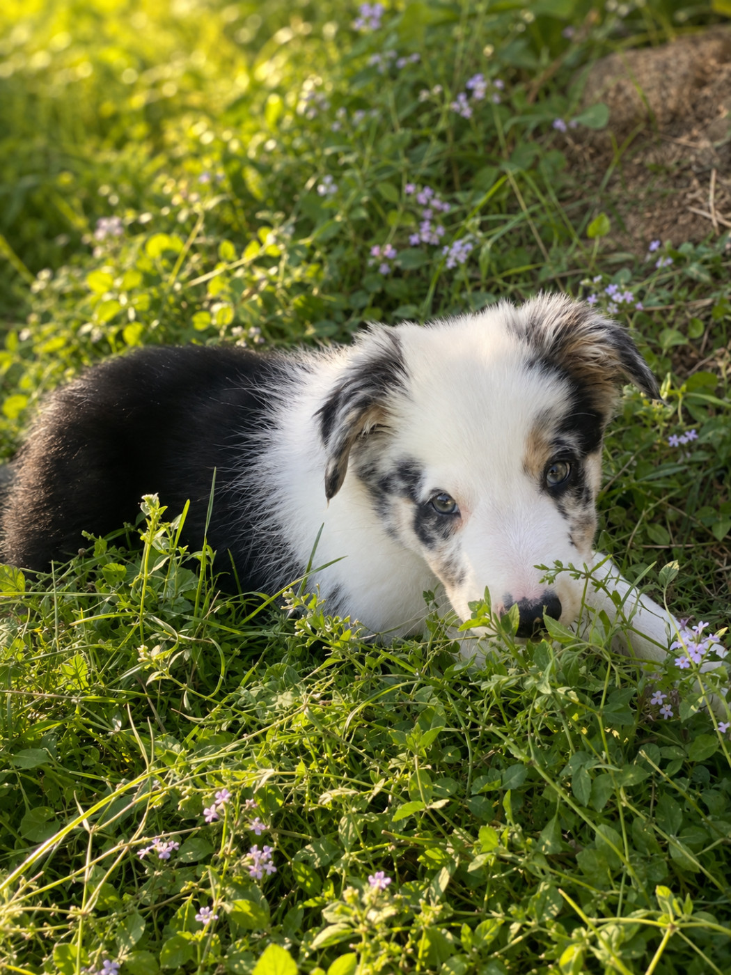 De L'Hubac De Lange - Chiots disponibles - Border Collie