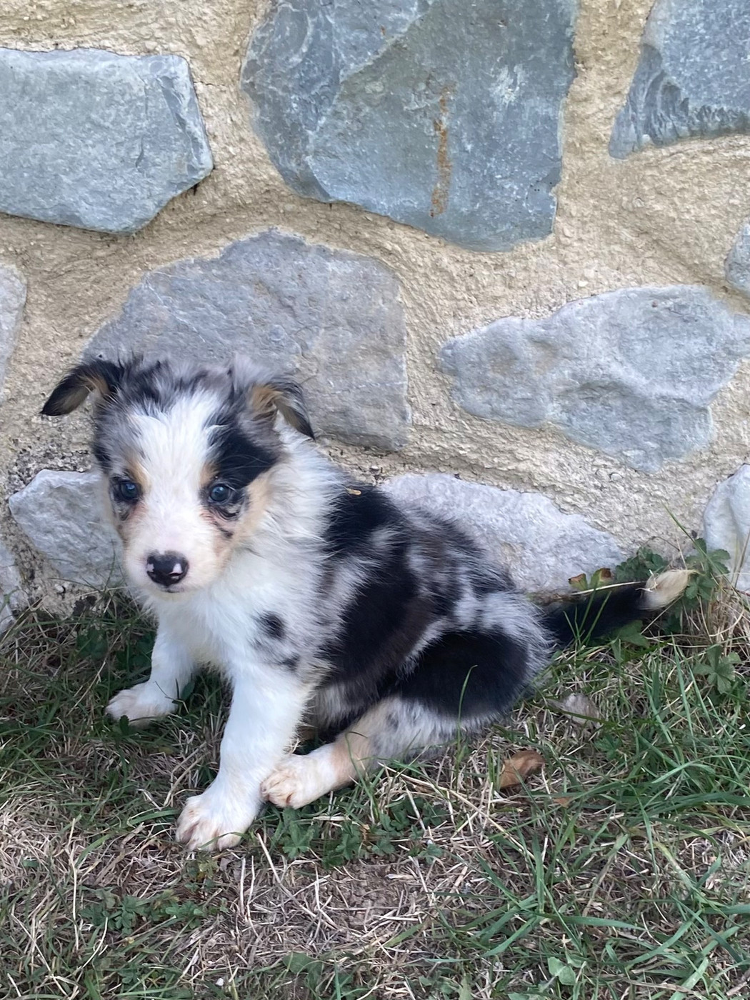 De L'Hubac De Lange - Chiots disponibles - Border Collie