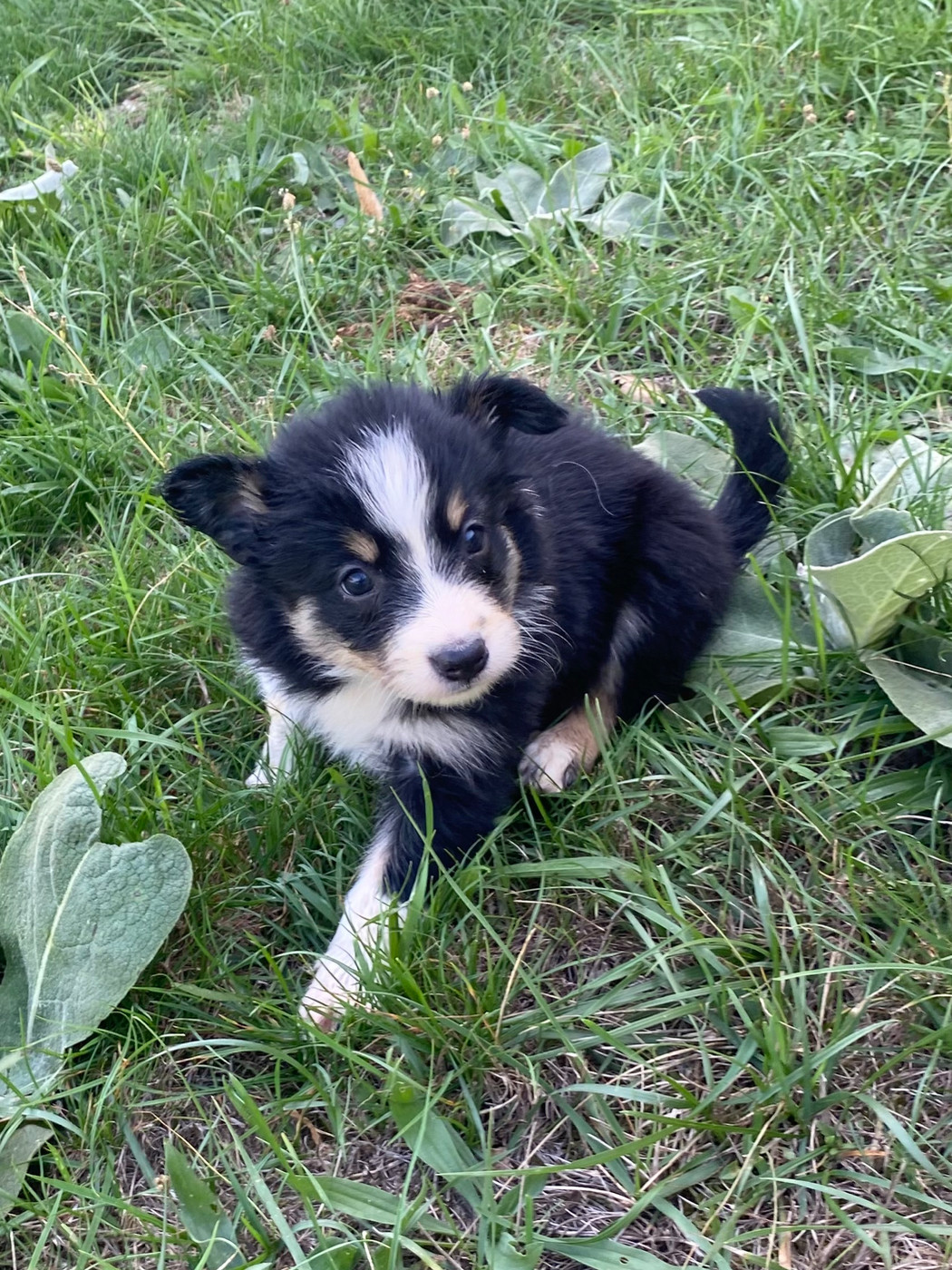 De L'Hubac De Lange - Chiots disponibles - Border Collie